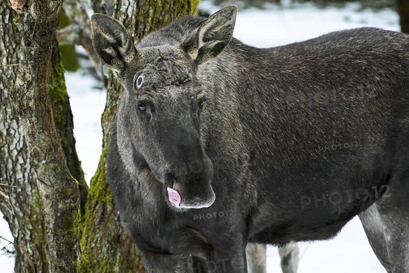 Moose