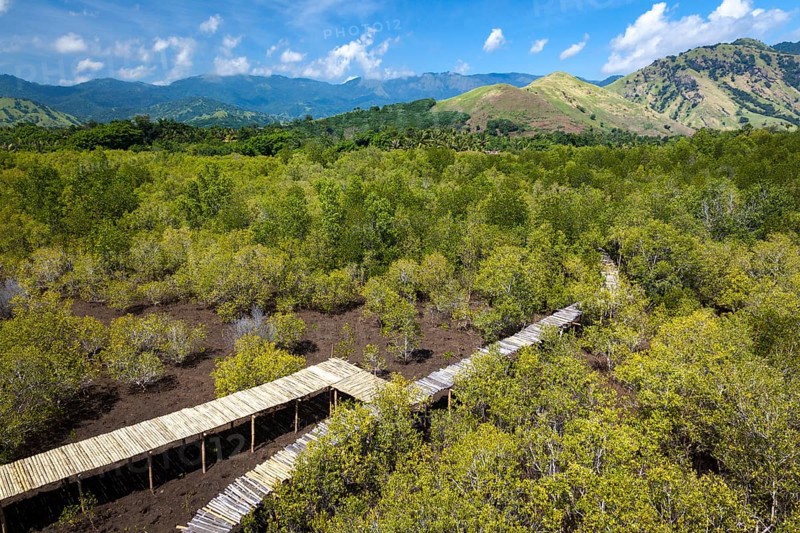 Boardwalks through mangrove forest