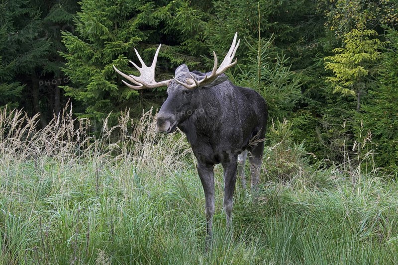 Moose
