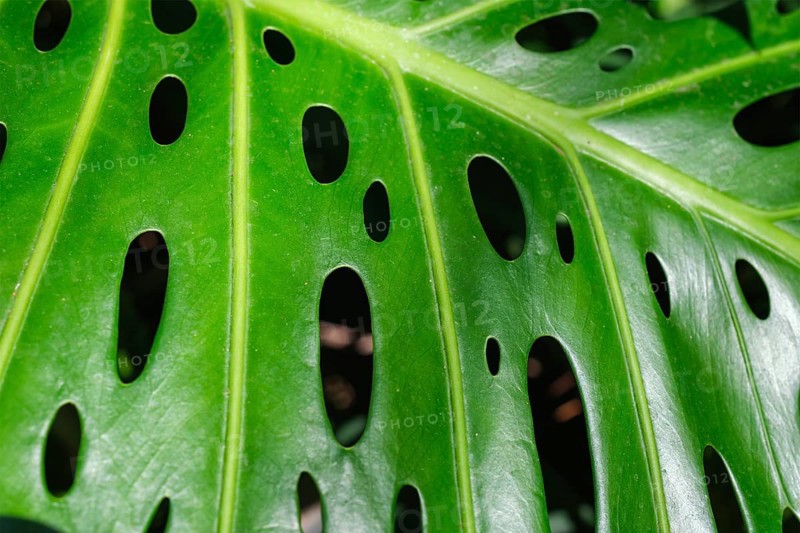 Monstera deliciosa leaf close up texture background