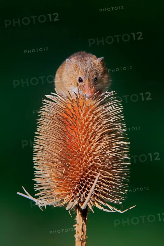 Eurasian harvest mouse