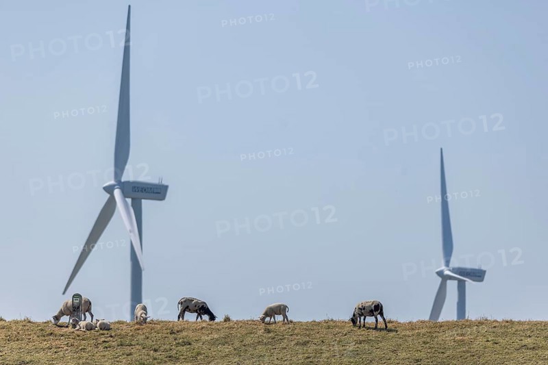 Sheep standing on a dike by the sea in front of wind turbines for wind energy