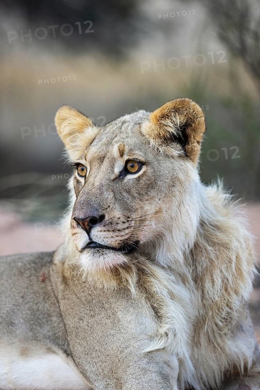 Lion