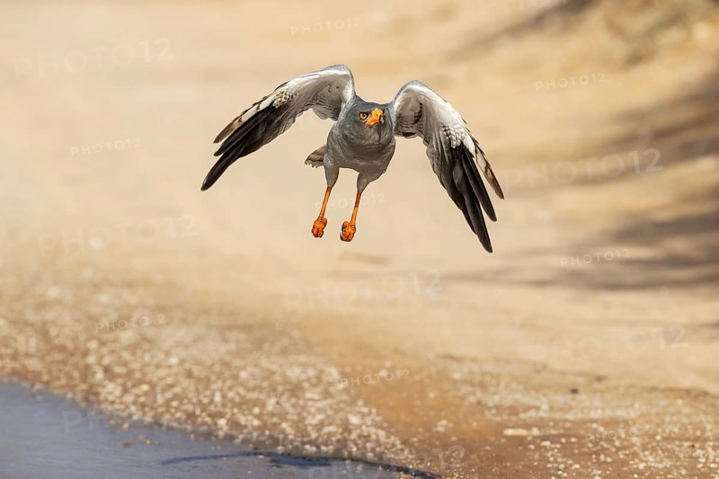 Pale-chanting Goshawk