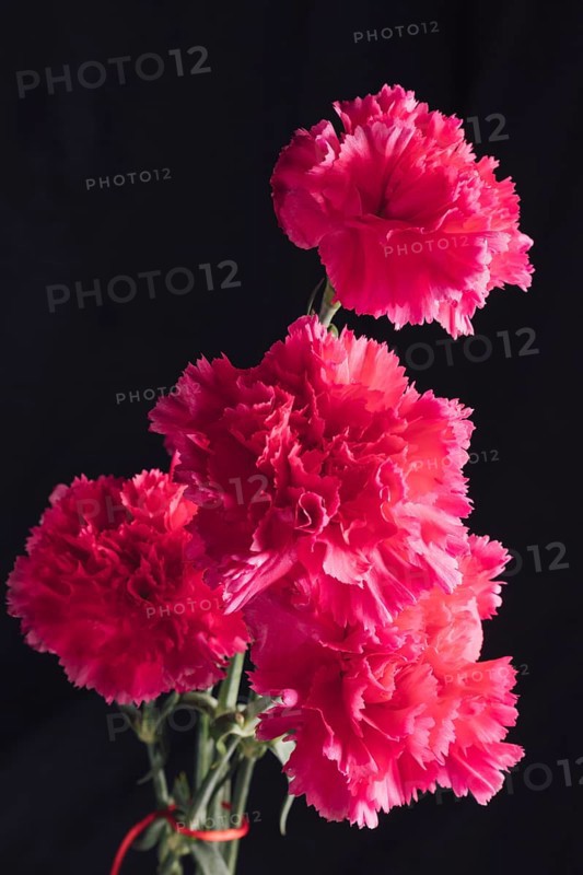 Bunch fresh pink flowers