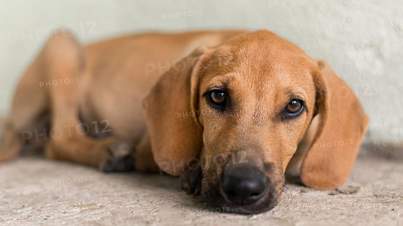 Cute rescue dog shelter waiting adopted