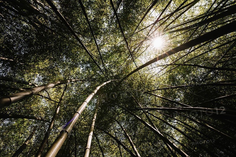 Low angle view bamboo grove