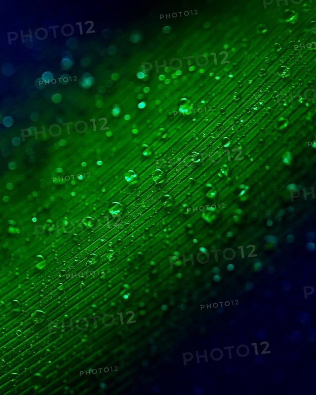 Translucent water droplets green surface background