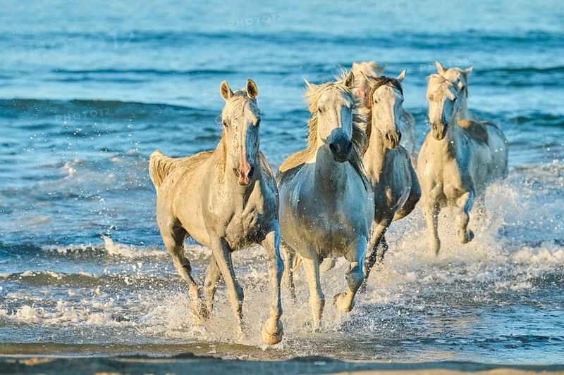 Camargue horses running out of the sea on a beach in morning light