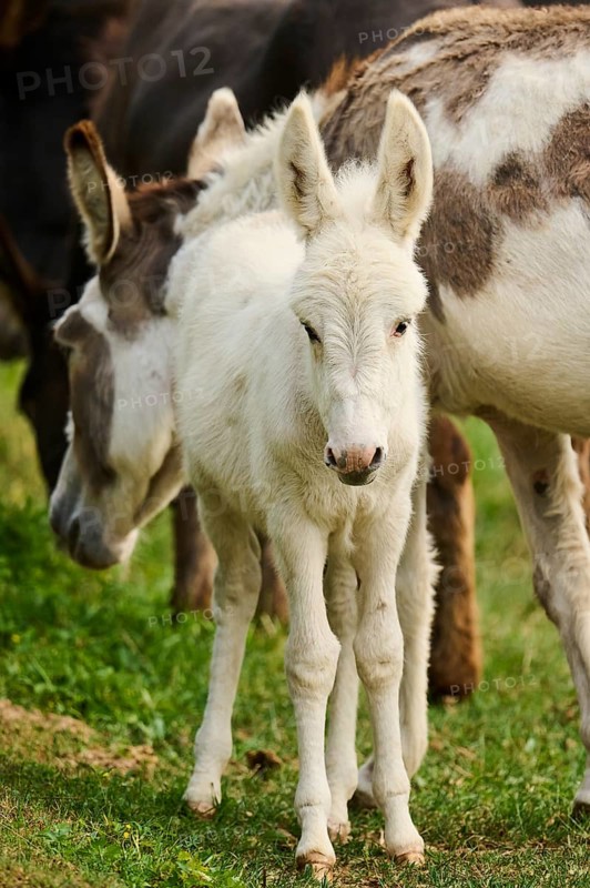 Donkey