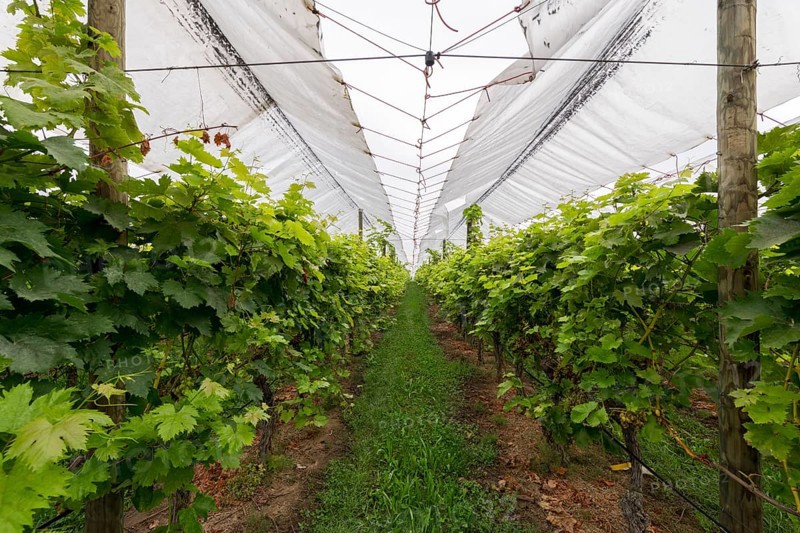 Vineyard covered with protective nets