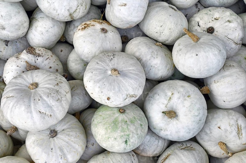 Top view of many white Japanese Hokkaido Kabocha squashes