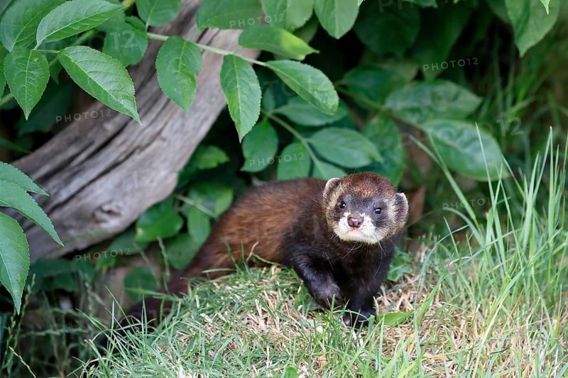 European polecat
