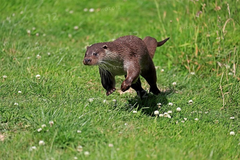 European otter