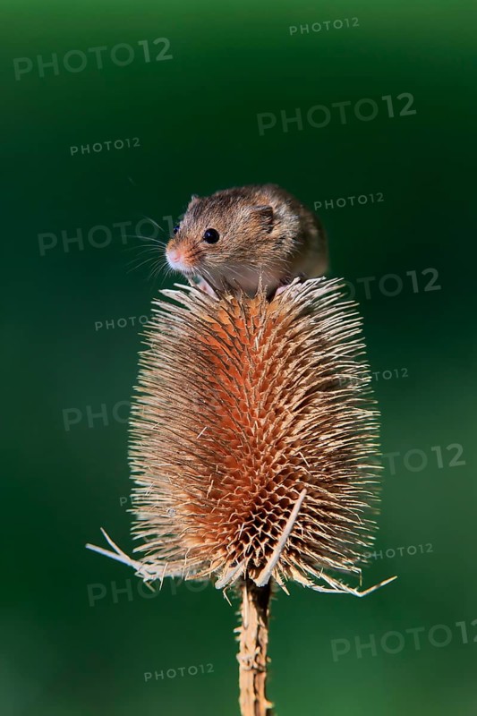 Eurasian harvest mouse