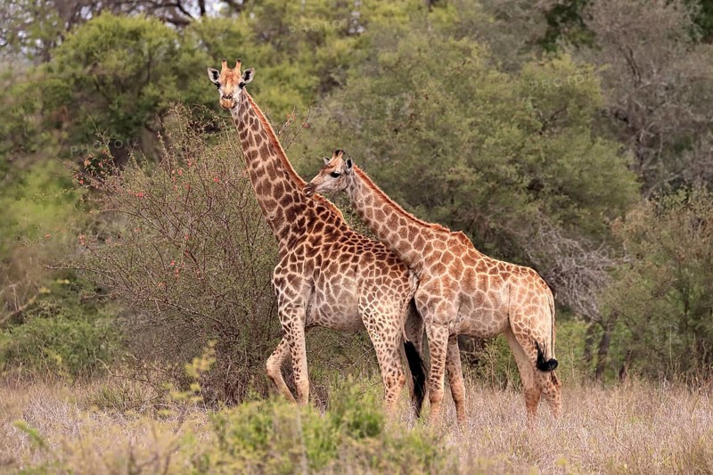 Southern giraffe