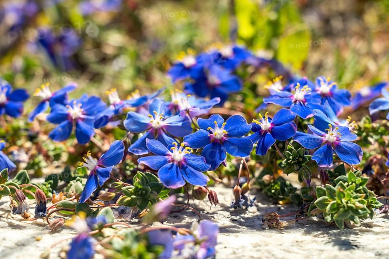 Blue flowers of the flax-leaved pimpernel
