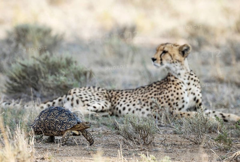 Leopard Tortoise