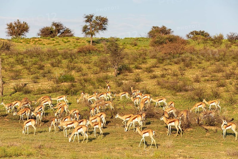 Springbok