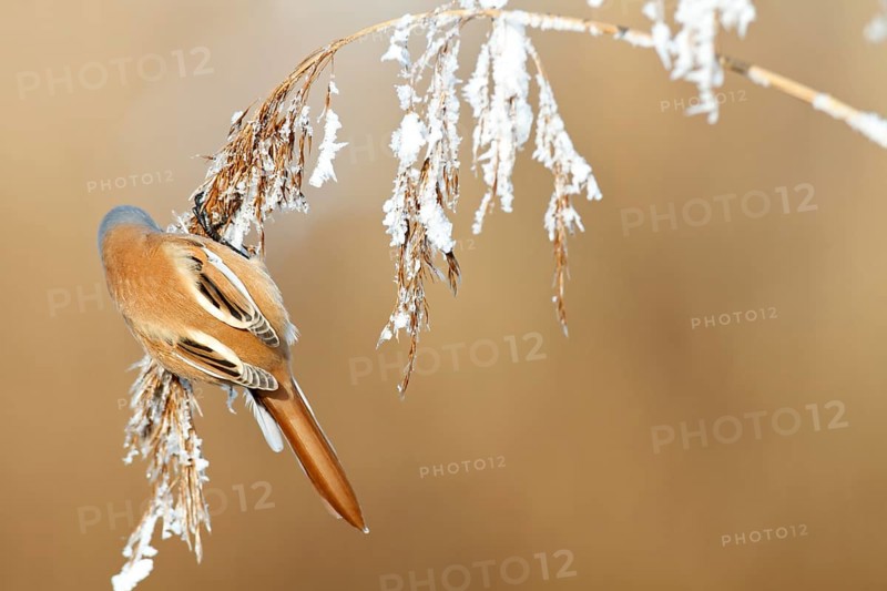 Bearded reedling