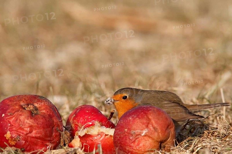 European robin