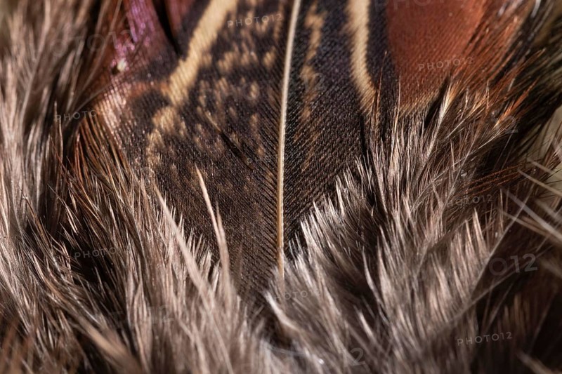 Close up feathers organic background