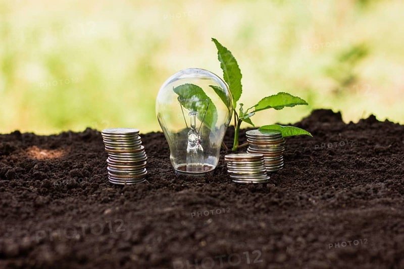 Small tree with saving coins beside
