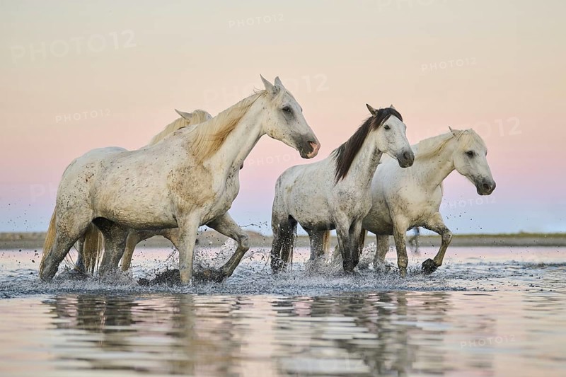 Camargue horses walking through the water at sunrise