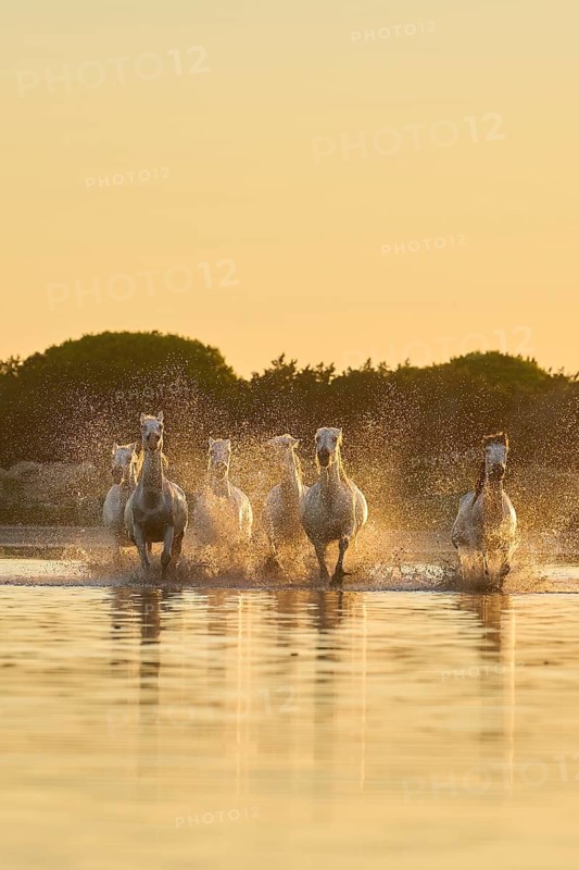 Camargue horses running through the water at sunrise