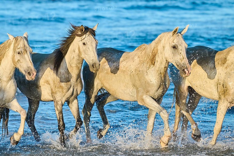 Camargue horses running out of the sea on a beach in morning light