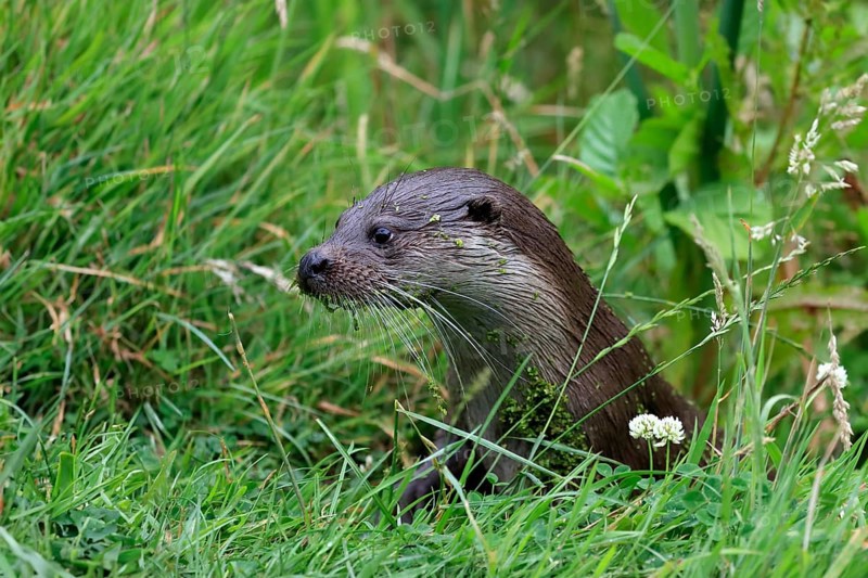 European otter