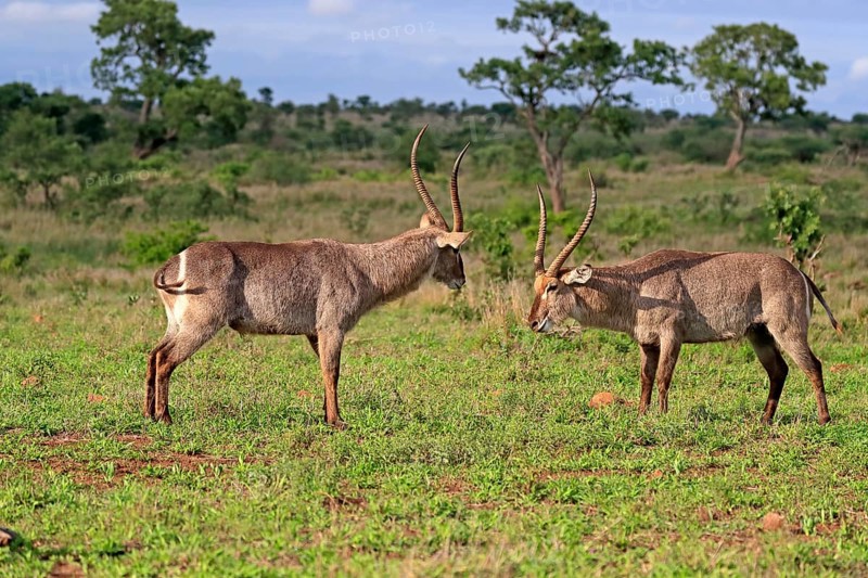 Ellipsen waterbuck