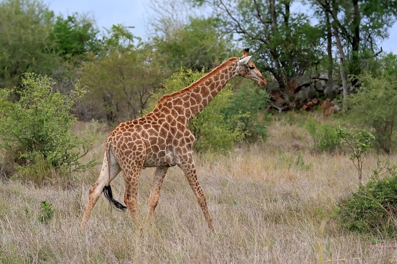 Southern giraffe