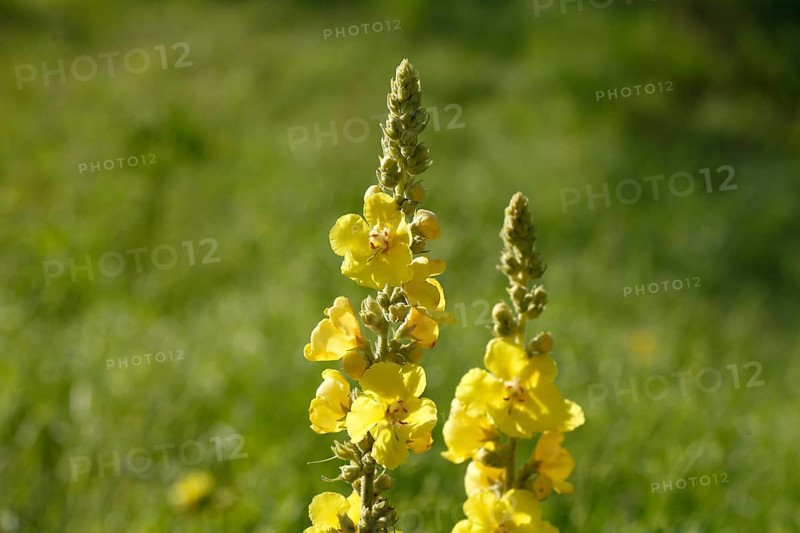 Yellow dense-flowered mullein