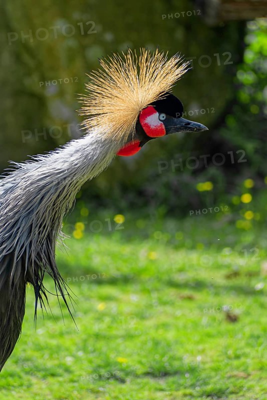 Black crowned crane