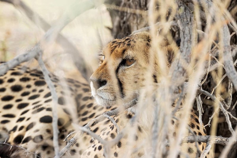 Cheetah