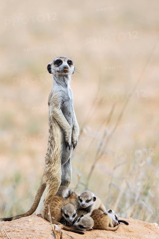 Suricate