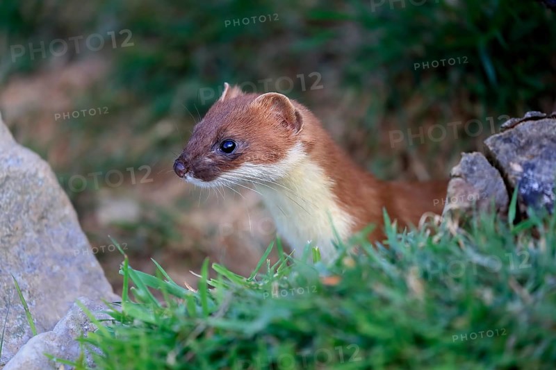 Ermine