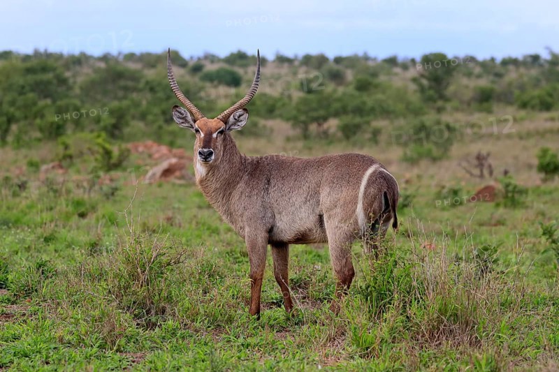 Ellipsen waterbuck