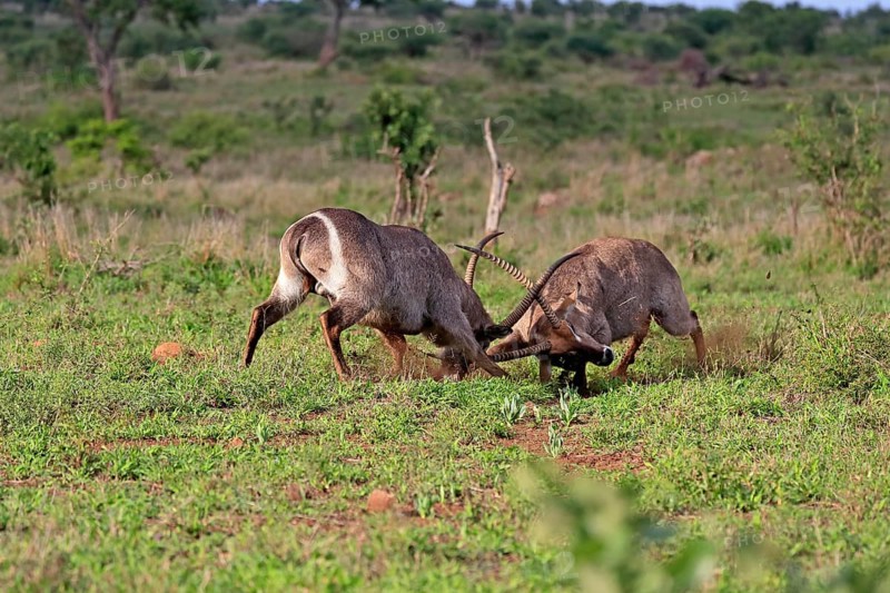 Ellipsen waterbuck
