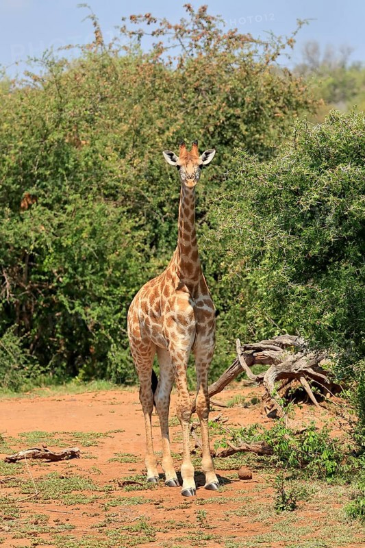 Southern giraffe