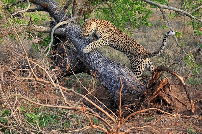 Leopard