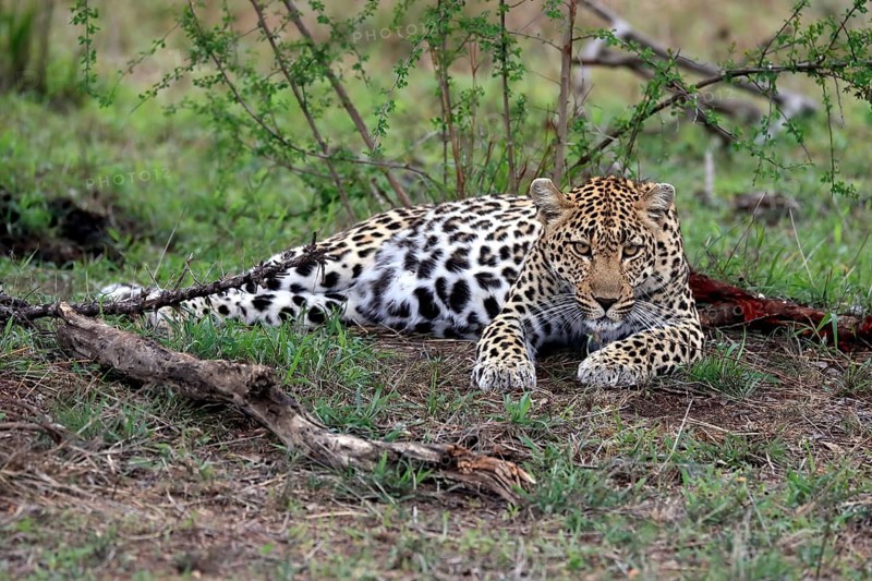 Leopard