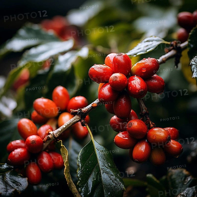 Coffee beans fresh and roasted Coffee beans on a plantation