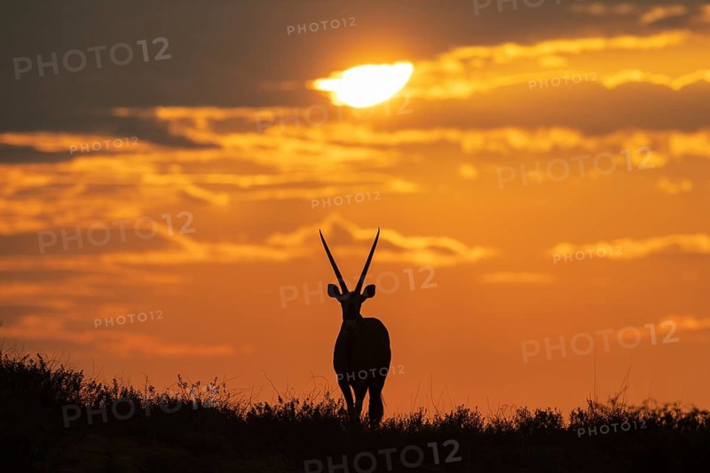 Gemsbok