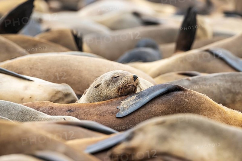 Cape Fur Seal
