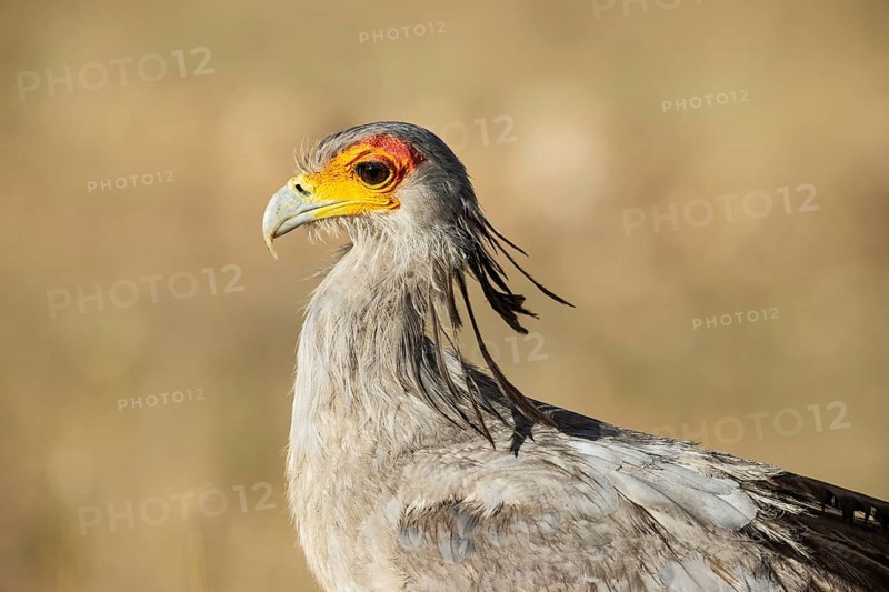 Secretary Bird