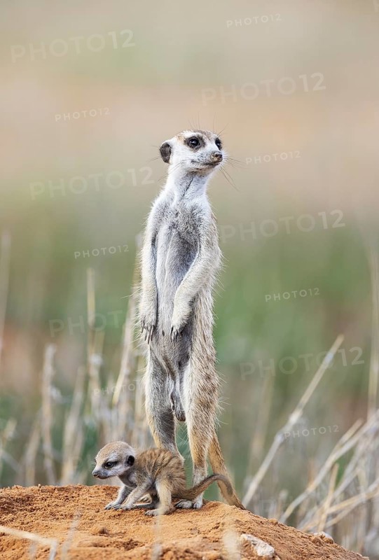 Suricate