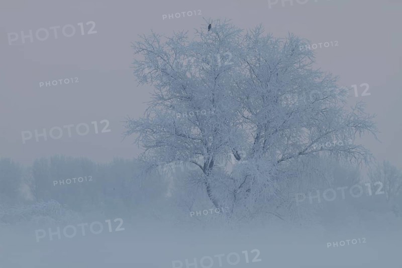 Foggy atmosphere with hoarfrost on the Weser island of Strohauser Plate