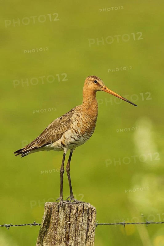 Black-tailed Godwit